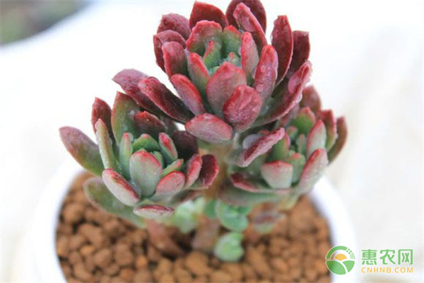 不断扩大生产规模的白毫茶