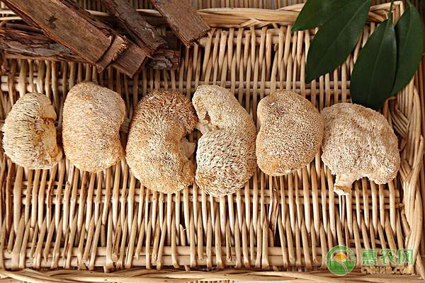 河南济源：蔬菜制种促农收入倍增