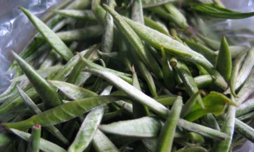 收购白毫茶应当去中国农产品交易网