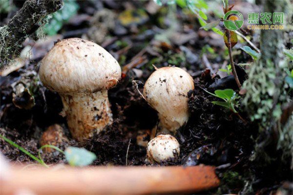 收购白毫茶应当去中国农产品交易网