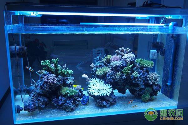 湖南冰糖柑俏销沿海 冰糖柑价格较往年有所上... 湖南冰糖柑俏销沿海 冰糖柑价格较往年有所上...