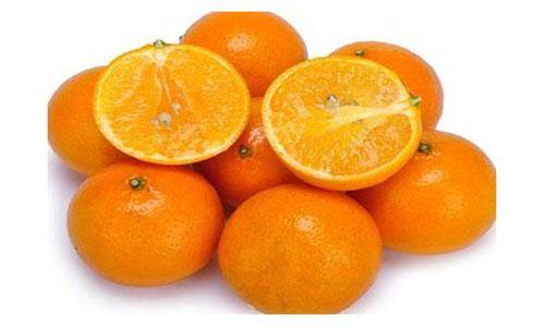 批发冰糖柑也可以走出致富之道