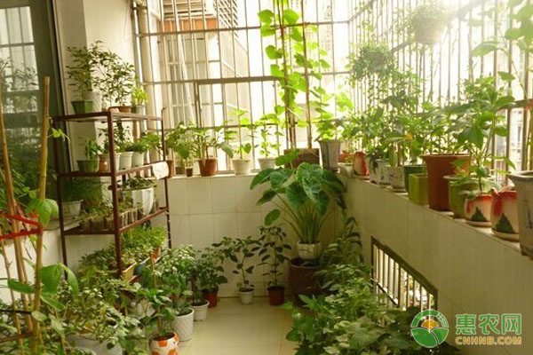 农业科技发展产物——割晒机