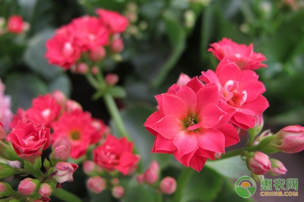 椪柑大量上市 销量情势好