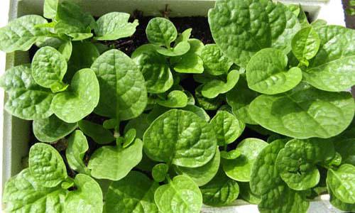 农家原生态木耳菜价格贵 销量却未见降低