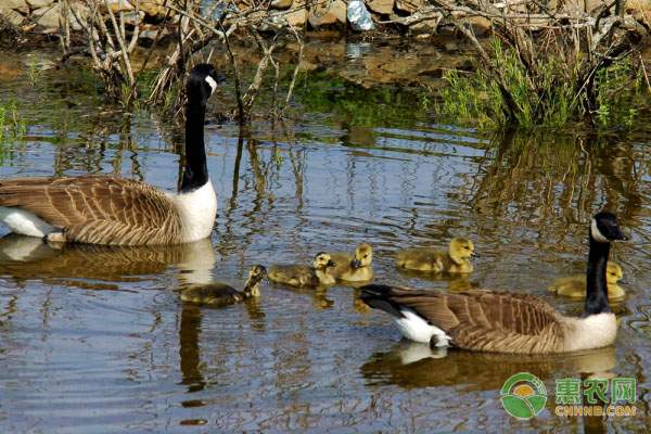 冰糖柑汁多甘甜 网络需求量大