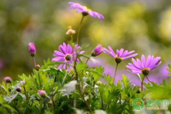 凌云县白毫茶基地发展受挫 白毫茶价格或将上...