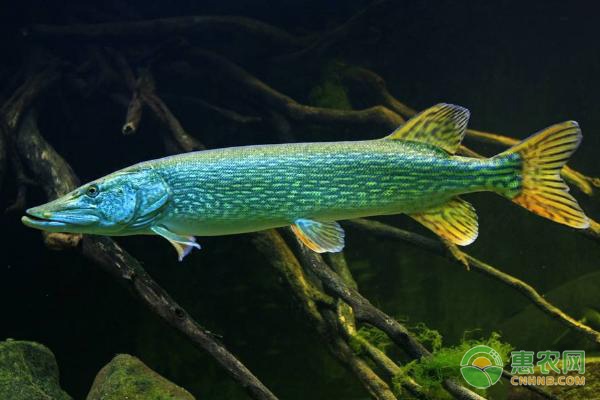 木耳菜的作用与功效