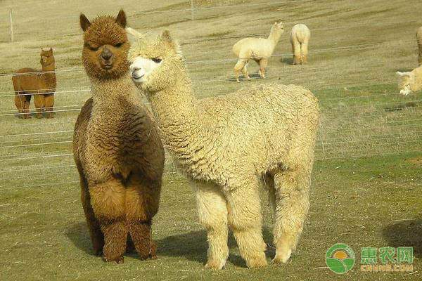 白毫茶承载的中国茶文化