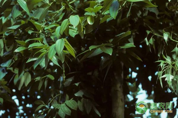 椪柑销售也可以走网络形式