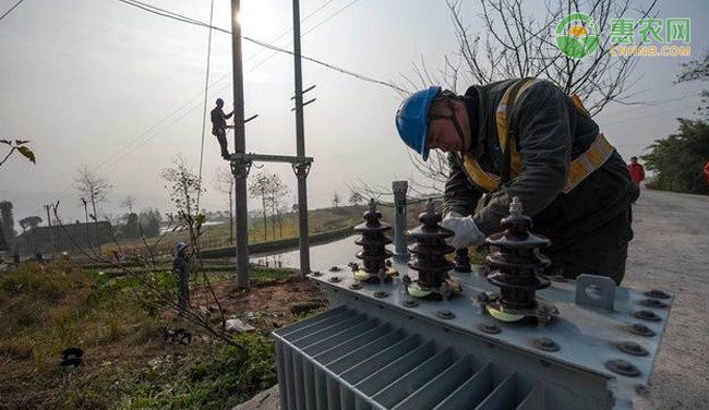 湖南郴州的冰糖柑熟了 收购冰糖柑进入高峰期