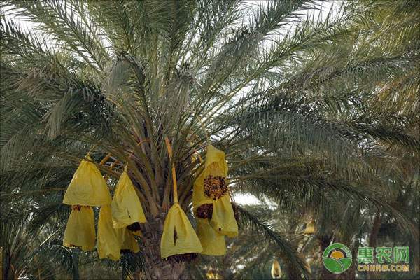 桂花的栽培方法及养护要点