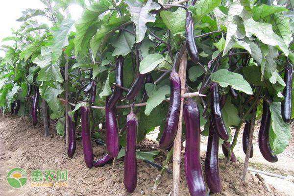 椪柑价格波动解析：如何把握采购时机提升利润-绿源新宇生物有机肥官网