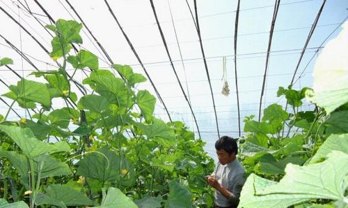 电子商务驱动农产品种植转型升级新路径-绿源新宇生物有机肥官网 电子商务驱动农产品种植转型升级新路径-绿源新宇生物有机肥官网