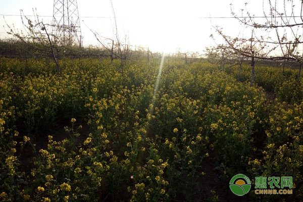 手机惠农宝助力农户实时掌握商机-绿源新宇生物有机肥官网 手机惠农宝助力农户实时掌握商机-绿源新宇生物有机肥官网