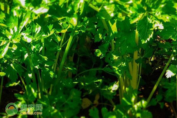 矮败小麦育种技术突破，助力粮食产量提升-绿源新宇生物有机肥官网