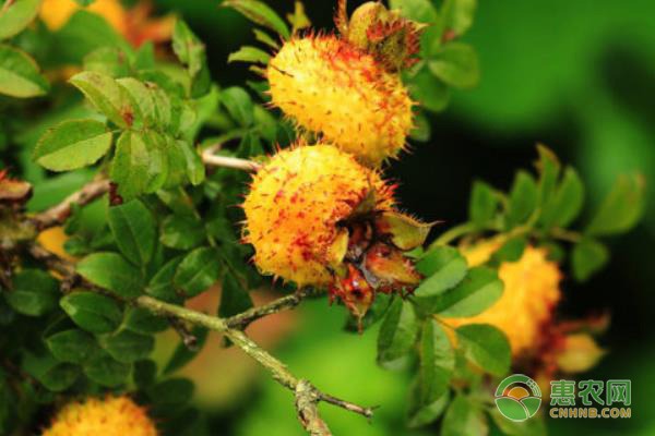 椪柑丰收成团愁 交通改善牵动产业振兴-绿源新宇生物有机肥官网