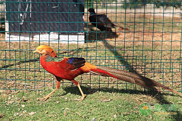 凌云县白毫茶产业助力乡村振兴-绿源新宇生物有机肥官网