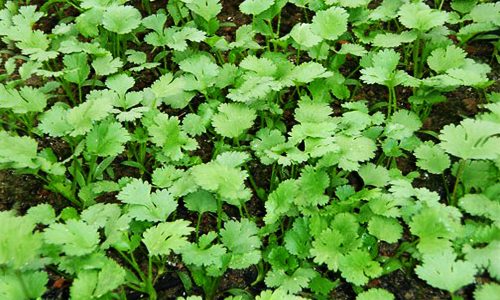 香菜快速出苗技巧:温水浸泡与物理处理方法-绿源新宇生物有机肥 香菜快速出苗技巧:温水浸泡与物理处理方法-绿源新宇生物有机肥
