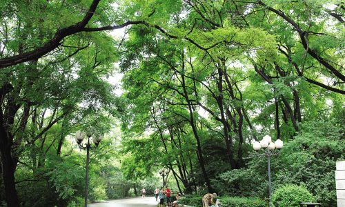 城市绿化盲目追求数量美学 养护成本居高不下-绿源新宇生物有机 城市绿化盲目追求数量美学 养护成本居高不下-绿源新宇生物有机