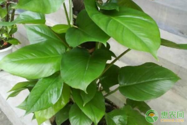 白毫茶清明时节品质卓越引来高价-绿源新宇生物有机肥官网
