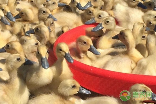 香菇寮白毫茶繁育成功 香兰茶重回市场-绿源新宇生物有机肥官网