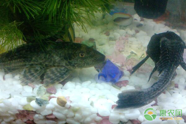 割晒机价格高昂 小农户如何高效利用？-绿源新宇生物有机肥官网