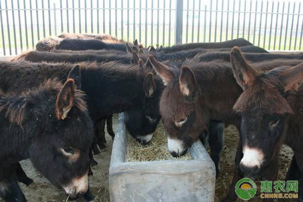 高效番茄种植技术要点解析：节肥节水管理指南-绿源新宇生物有机肥官网
