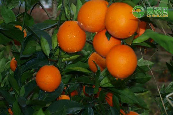 泸溪椪柑销售旺季开启，出口订单持续攀升-绿源新宇生物有机肥官网