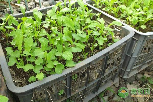 割晒机提升农业效率 帮助农民增产增收-绿源新宇生物有机肥官网