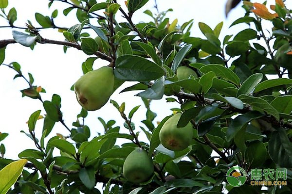 白毫茶引领凌云特色产业发展 广受欢迎彰显地域品牌价值-绿源新宇生物有机肥官网