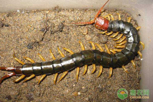 木耳菜改善肤质的天然护肤功效解析-绿源新宇生物有机肥官网