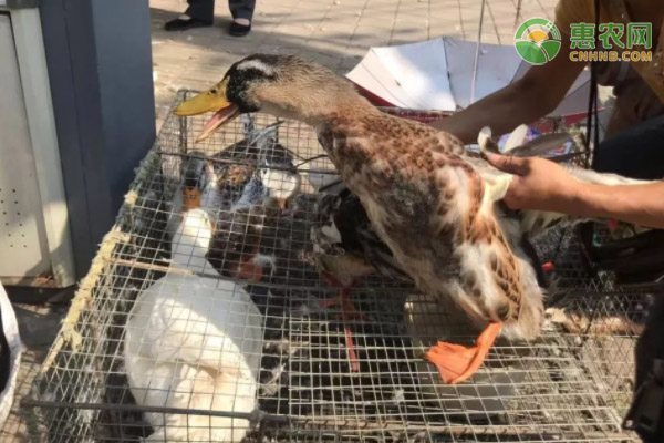 泗洪县河蟹养殖产业转型升级破解产量困局-绿源新宇生物有机肥官网