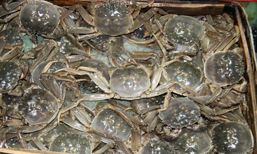 泗洪县河蟹养殖产业转型升级破解产量困局-绿源新宇生物有机肥官 泗洪县河蟹养殖产业转型升级破解产量困局-绿源新宇生物有机肥官