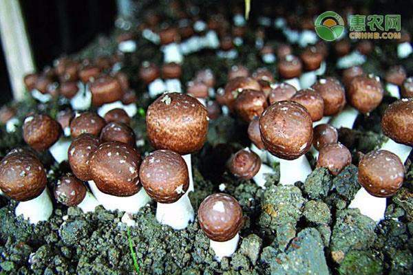 提升品质增强竞争力 白毫茶助力茶农增收-绿源新宇生物有机肥官网 提升品质增强竞争力 白毫茶助力茶农增收-绿源新宇生物有机肥官网