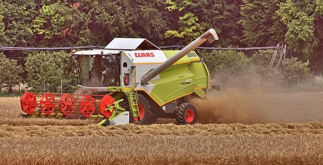 木耳菜护眼营养功效及购买指南-绿源新宇生物有机肥官网