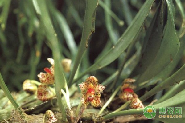 农业信息化助力木耳菜收购更高效-绿源新宇生物有机肥官网