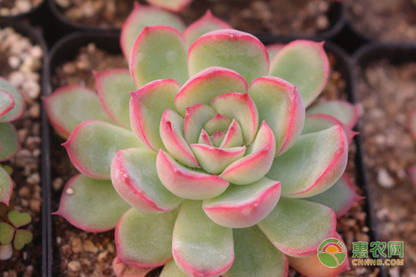 冬至后冰糖柑价格上涨原因分析-绿源新宇生物有机肥官网