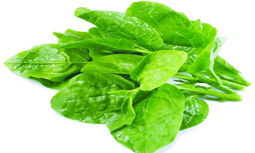木耳菜火锅食材推荐:营养丰富口感爽脆,2元优选-绿源新宇生物 木耳菜火锅食材推荐:营养丰富口感爽脆,2元优选-绿源新宇生物