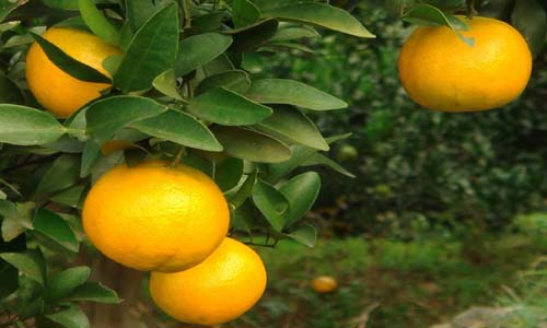 冰糖柑冬季食用技巧:温暖吃法推荐-绿源新宇生物有机肥官网 冰糖柑冬季食用技巧:温暖吃法推荐-绿源新宇生物有机肥官网