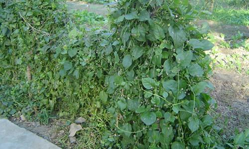 木耳菜种植南北流通现状及有机品种市场前景分析-绿源新宇生物有 木耳菜种植南北流通现状及有机品种市场前景分析-绿源新宇生物有