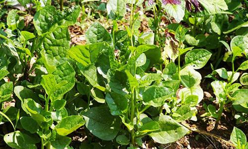 木耳菜营养高 冬季高价来袭:吃出健康价值-绿源新宇生物有机肥 木耳菜营养高 冬季高价来袭:吃出健康价值-绿源新宇生物有机肥