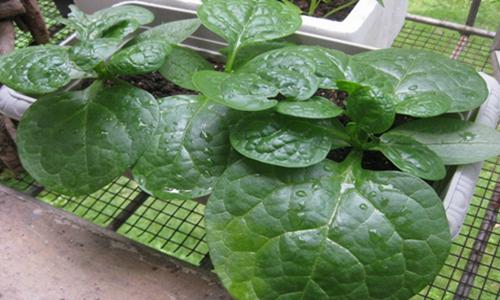 春季木耳菜产量攀升 价格或降至一元以下-绿源新宇生物有机肥官 春季木耳菜产量攀升 价格或降至一元以下-绿源新宇生物有机肥官