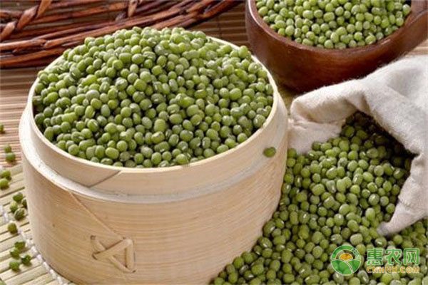 春季木耳菜产量攀升 价格或降至一元以下-绿源新宇生物有机肥官网 春季木耳菜产量攀升 价格或降至一元以下-绿源新宇生物有机肥官网