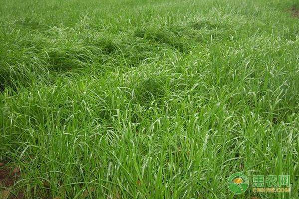 冰糖柑十月上市：供需博弈下价格波动显著-绿源新宇生物有机肥官网