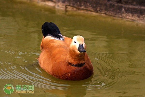 湖南麻阳土潭村冰糖柑销售火热 近七成桔果售出-绿源新宇生物有机肥官网