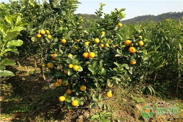 石门冰糖柑品质出众带动区域经济-绿源新宇生物有机肥官网