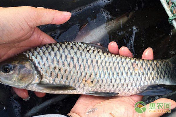 江垭镇冰糖柑迎丰收 产销两旺带动橘农增收-绿源新宇生物有机肥官网