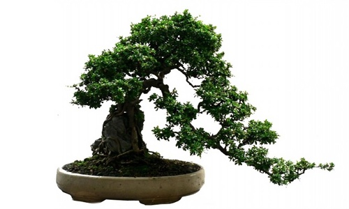 树桩盆景冬季节防虫技巧 维护健康生长全攻略-绿源新宇生物有机 树桩盆景冬季节防虫技巧 维护健康生长全攻略-绿源新宇生物有机