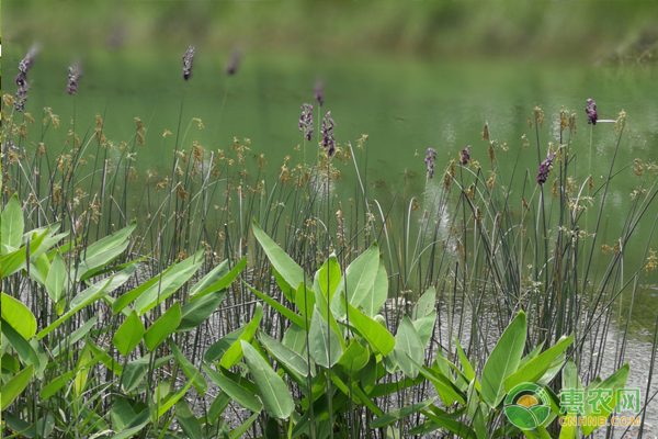 白毫茶生产工艺升级 政府扶持助力销售拓展-绿源新宇生物有机肥官网